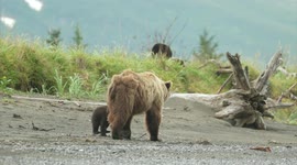 Boisterous bear cub gives mum the run-around at Lake Clark, Alaska