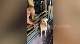 Pet dog visits pig 'best friend' to cuddle on farm in Thailand