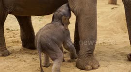 Mammoth arrival at UK zoo as endangered Asian elephant born