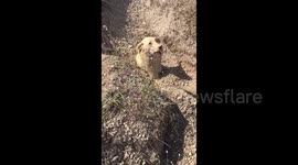Incredible moment man rescues dog stuck up to its neck and buried puppies