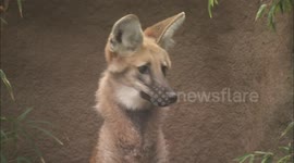 Foxes on Stilts? Fierce, Maned Wolves Are The New Craze