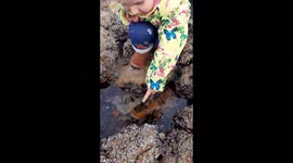 Avenged eightfold: Playful octopus splashes curious toddler reaching to look