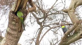 Gaudy but beautiful – Red-capped Parrots at their nest in a dead tree hollow