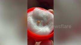 Couple find rare orange Melo pearl worth £2k in their DINNER