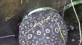 Chubby lizard found with head and torso stuck in drain pipe