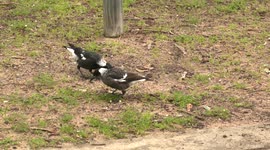Breakfast then choir practice – a family of Australian Magpies feeding and singing together