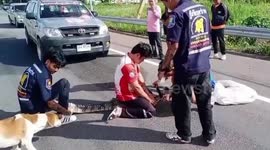 Escaped crocodile caught on road 'after floods freed it from its pen' in Thailand