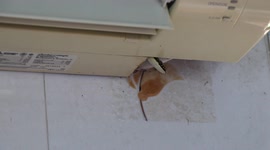Snake spooks beauty salon customers when it slithers into air conditioning unit