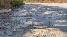Trail of 113million-year-old dinosaur footprints emerge from dried up river in Texas
