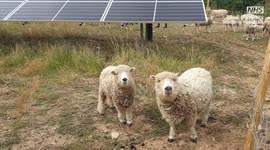 Sheep used as living lawnmowers to keep UK solar farm tidy