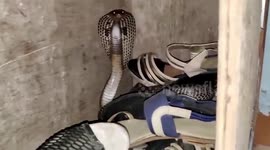 Terror strikes as snake strays inside house in central India, rescued