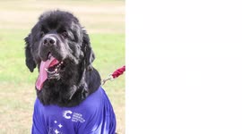 Woman says she owes her life to her rescue dog who spotted her breast cancer