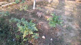 Small & Cute Kittens Playing In My Garden IN India. Baby kittens playing very cute and funny near to vegetable tree.