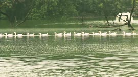 Moment white geese swim in perfect single line