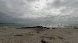 Incredible flock of birds on