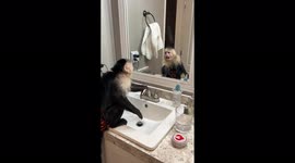 Monkey has intense conversation with himself in mirror