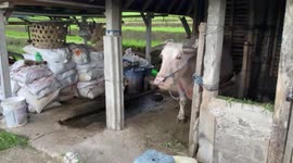 Very rare albinos bull was seen in Indonesia.
