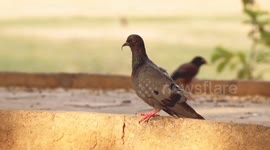 A Curved Beak, a Hungry Pigeon: The Struggle to Eat