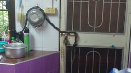 Wild snake slithers through family's kitchen before disappearing through window