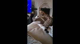 Serval Wild Cat loves Patting his Dog friend