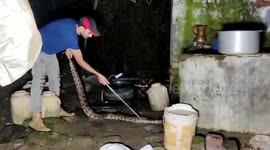 Python wreaks havoc among family members after it strays inside house in central India, rescued
