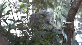 An unusual sight – a Koala awake, not sleeping but eating gum leaves