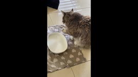 A big MaineCoon cat having a great time splashing water everywhere!