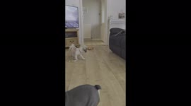 French bulldog playing fetch #frenchie_and_frankie #b15dov puppy play time