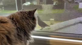 MaineCoon cat watches pigeon through a window - so close and yet so far.