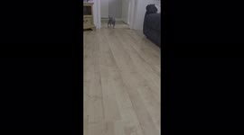 French bulldog learning to sit on command by #b15dov  #frenchie_and_frankie