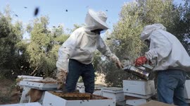 Palestinian workers collect honeybee from beehives during the harvest at an apiary
