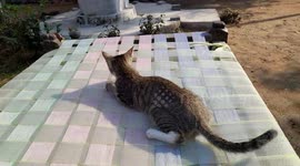 cute kitten play on bed . two little kitten playing on bed .