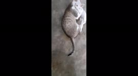 Funny mom Cats and Cute white Kittens playing on floor in India.