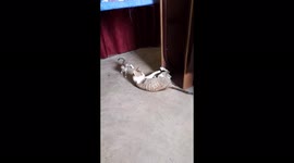 Three Cute kitten play mom tail. Cute kitten plays with her mother's tail