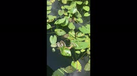 Cute Turtle Says Hello At Everglade National Park