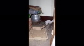 three kitten playing on home. Cute little cat is playing on the floor, kitten playing