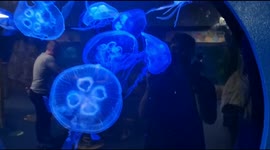 Jelly Fish were bright blue in the water tank in Bournemouth Aquarium