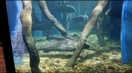 Big fish species swimming in the Bournemouth Aquarium tank today