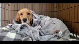 A Golden Retriever Named Honey Pouts After A Bath