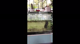 Our pet a new aquatic species