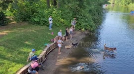 Dogs are swimming in the pond in Central Park, St Petersburg, Russia