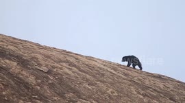 yala a big sloth bear climbing a big rock and walk over the 100m