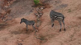 Newborn zebra settles in her new home in Thai zoo