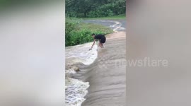 Dog stuck in raging river after heavy rain rescued in Thailand