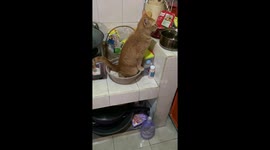 The cat confused her tray with a bowl of dough!