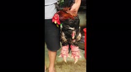 Have you every seen chickens with such big legs?