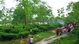 Angry elephant chases locals in northeastern India