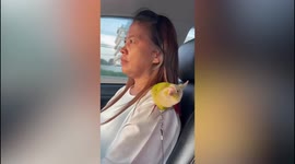Cheerful parrot dances on owner's shoulder during road trip