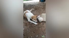 Pet owner finds puppy's head wedged in plastic bottle handle