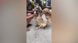 Protective mother dog rescues naughty pup from being scolded